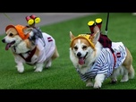 Replay Course, aboiements et déguisements de corgis lors d'une compétition insolite à Vilnius