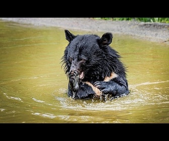 Replay Des ours exploités pour leur bile relâchés dans une forêt danoise