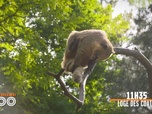 Replay Une saison au zoo - S12 E38