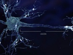 Replay Les secrets du cerveau (1/2)