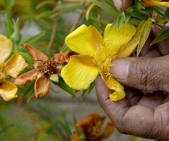 Replay La Réunion : tisanes créoles - Médecines d'ailleurs