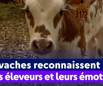 Replay On a de l'info - Les vaches reconnaissent leurs éleveurs et leurs émotions