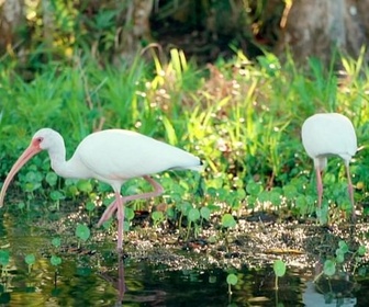 Replay Le Nord - Destination nature : la Floride