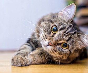 Replay La vie secrète des chats - S1E4 - Dans la peau du chat