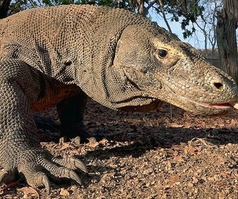 Replay Le dragon de Komodo - GEO Reportage