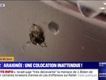 Replay L'image du jour - Une araignée découverte dans l'oreille d'un patient aux urgences de Rouen