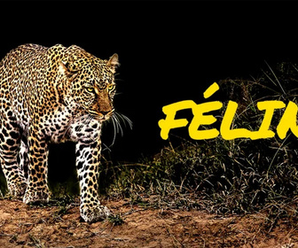 Replay Aventures en terre féline - Félins