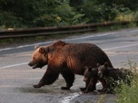 Replay Animaux et humains, la Terre en partage