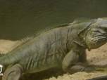 Replay Au cœur du zoo de New York - S4E1 - L'incroyable velcro