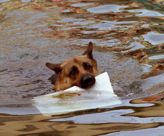 Replay Rex, chien flic - 07/08/2026