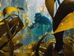 Replay Afrique du Sud - La forêt sous-marine de kelp