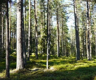 La nature scandinave à vélo replay