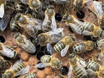 Replay ARTE Regards - Apiculture : des abeilles résistantes aux parasites