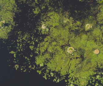 Replay Les îles, laboratoires de la nature - 17/12/2025