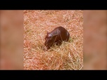 Replay No Comment : Haggis, le bébé hippopotame pygmée qui fait craquer le zoo d'Édimbourg