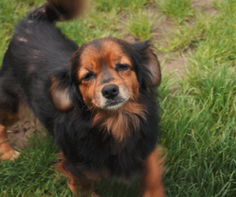 Replay Chiens et chats sans collier - Des vies en suspens