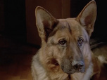 Replay Rex, chien flic - Nounours mortels