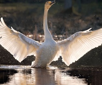 Replay Nos programmes en UHD - Irlande - La vie sauvage des Burren