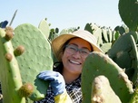 Replay Cactus, l'or vert du Mexique - 360° Reportage