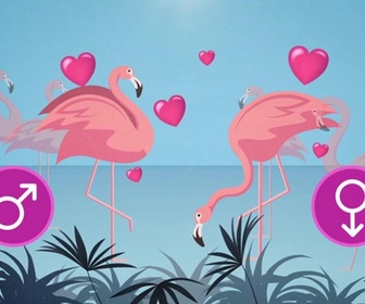 Replay C Jamy - Camargue