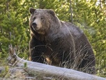 Replay Des corridors pour les grizzlis - À la reconquête des Rocheuses