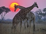 Replay Aux portes du désert - Okavango, le fleuve-vie