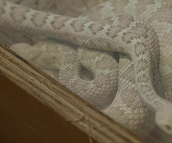 Replay Au cœur du zoo de New York - S4E3 - La petite nouvelle