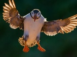 Replay Champions des airs - Les oiseaux