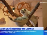Replay Les longs formats des Locales - Nice : les cafés insolites ont la cote !