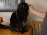 Replay Hell's cat : mon chat est un cauchemar - S9E9 - Chat féroce