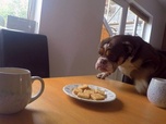 Replay Chiens hors de contrôle