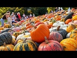 Replay Belgique : le festival Pumpkimania revient au château de Grand-Bigard