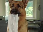Replay Rex, chien flic - Frères jumeaux