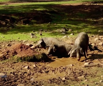 Replay Paysans du monde - Espagne : Porc ibérique