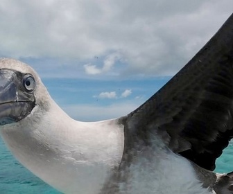 Replay Kiribati - Les joyaux du Pacifique Sud