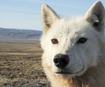 Replay La meute, c'est sacré - Le loup arctique