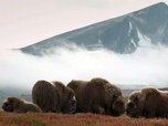 Replay Le boeuf musqué - Les animaux sauvages d'Europe