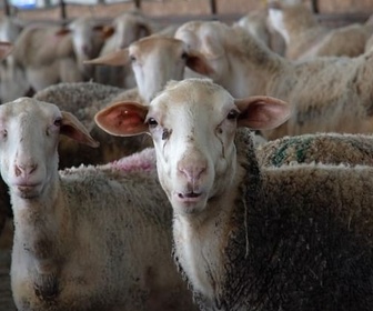 Replay Agriculture : une crise protéiforme - Peste et variole : la Grèce, brebis galeuse de l'UE ?