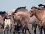 Replay Au coeur des steppes hongroises - Sauvages chevaux de la Puszta