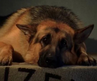 Replay Rex, chien flic - Secrets fatals