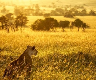 Replay Le calme avant la tempête - Rivière Mara, quand les sabots se taisent (2/2)