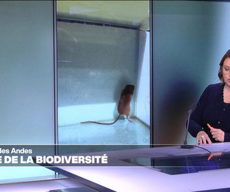 Replay Élément Terre, la quotidienne - Hantavirus: les attaques contre la biodiversité augmentent le risque de zoonoses
