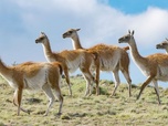 Replay Torres del Paine, Patagonie sauvage - Merveilles de la nature