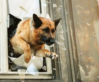 Replay Rex, chien flic - À la dernière seconde