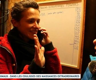 Replay Un jour, un doc - Animaux : dans les coulisses des naissances extraordinaires (2/2)