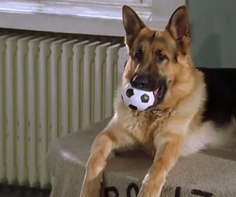 Replay Rex, chien flic - Le secret des cartes