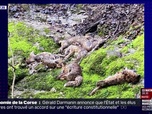 Replay L'image du jour - Une vingtaine de cadavres de renards découverts dans le Jura