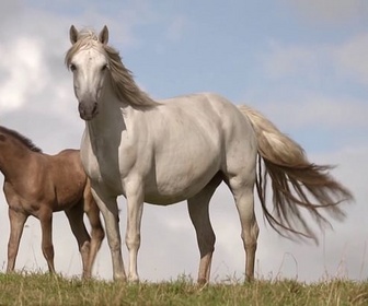 Replay Invitation au voyage - 23/03/2026 - Le cheval, une passion irlandaise