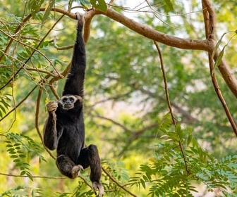 Replay Le sanctuaire d'Umphang en Thaïlande - Merveilles de la nature