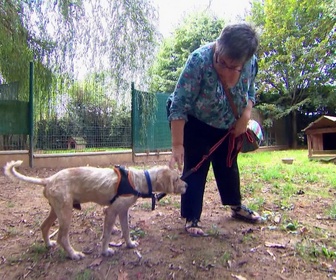 Replay Animaux à adopter - Flit et Tibou